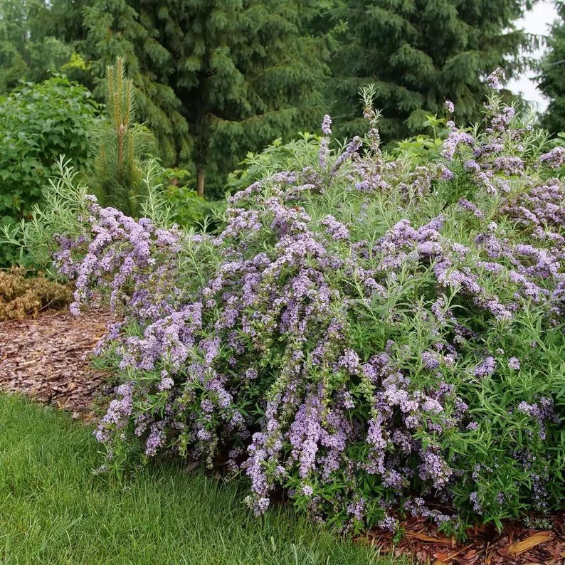 Proven Winners Mop Top Fountain Butterfly Bush - Thumbnail 2