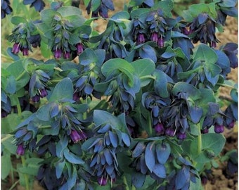 Blue Shrimp Plant Flower 15 Seeds - Cerinthe major