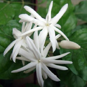 Belle of India Arabian Tea Jasmine Plant-Sambac - 6" Pot