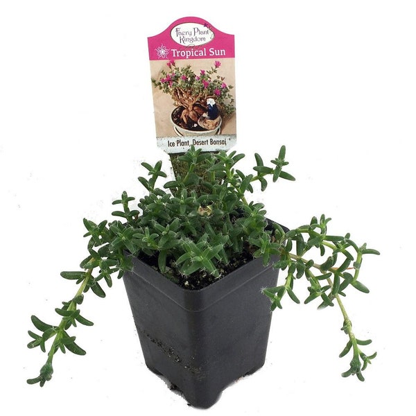 Desert Bonsai Ice Plant - Trichodiadema - House Plant or Fairy Garden - 2.5" Pot