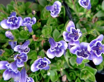 Blue Monkey Flower - Lindernia - 2.5" Pot - Terrarium/Fairy Garden/Houseplant