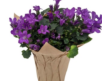 Blissful Blue Campanula -2.5" Self Watering Pot- Enjoy Inside then Plant Outside