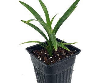 Pandan Spice Plant - Amaryllifolius pandanus - Indoors/Out-Live Plant 2.5" Pot