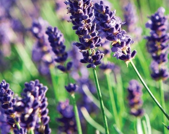 Munstead Lavender Herb - Perennial - Live Plant - 3" Pot