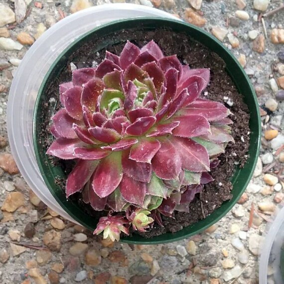 Chick Charm Berry BombHen And Chick hardy Plant succulent Chick Charm Berry BombHen And Chick hardy Plant succulent