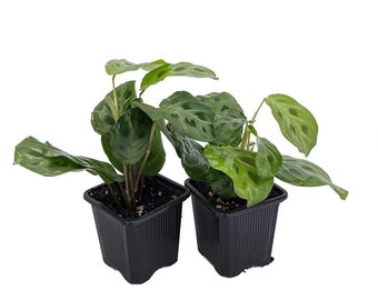 Hirt's Green Prayer Plant - Maranta - Easy to grow - 2 Pack 3" Pots