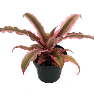 Pink Earth Star Plant - Cryptanthus - 2.5&quot; Pot