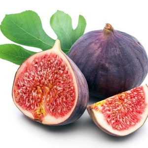 Hardy Chicago Edible Fig Plant - Ficus carica - 2.5" Pot - The Hardiest Fig