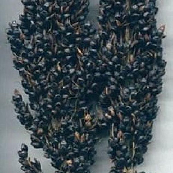 Black Amber Broom Corn 50 Seeds - Ornamental