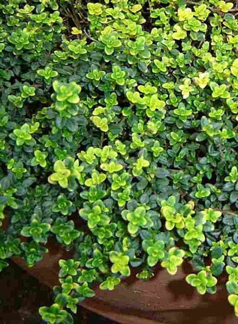 Mosquito Repelling Creeping Lemon Thyme Plant 4 Pot Etsy