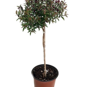Biblical Myrtle Herb Plant - Myrtus - Ancient Herb - 4.5" Pot - Topiary
