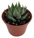 Super Zebra Plant - Haworthia fasciata sp. - 2.5" Pot