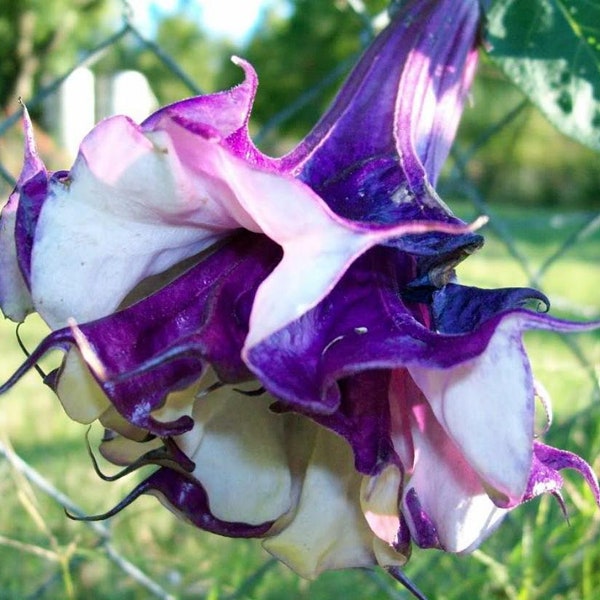 Double Lavender Angels Trumpet -  6 Seeds