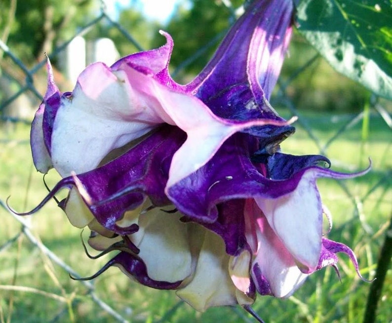 Double Lavender Angels Trumpet 6 Seeds image 1