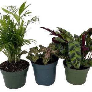 Pet Friendly Plant Collection - Parlor Palm/Fittonia/Calathea - 3 Pack- 4" Pots