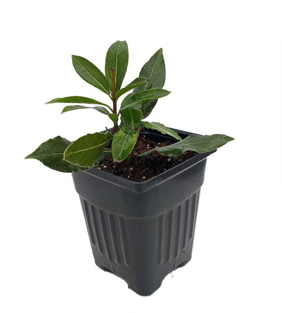 Ohio Grown Sweet Bay Laurel Herb - Laurus nobilis- 4 Ohio Grown Sweet Bay Laurel Herb - Laurus nobilis- 4