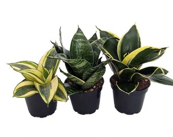 Birdsnest Snake Plant Collection - Sanseveria - 3 plants growing in 2" pots