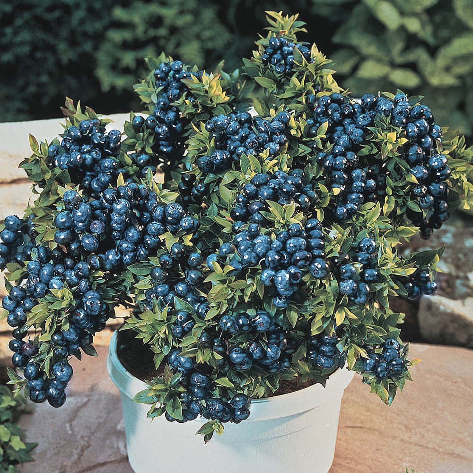 Top Hat Dwarf Blueberry Plant Bonsai/Patio/Outdoors Etsy