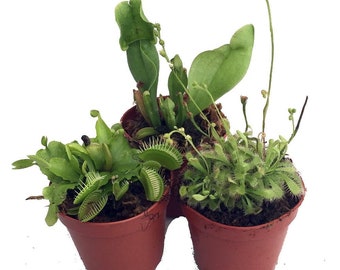 Carnivorous Terrarium Plants - Assortment of 3 Plants in 2" Pots