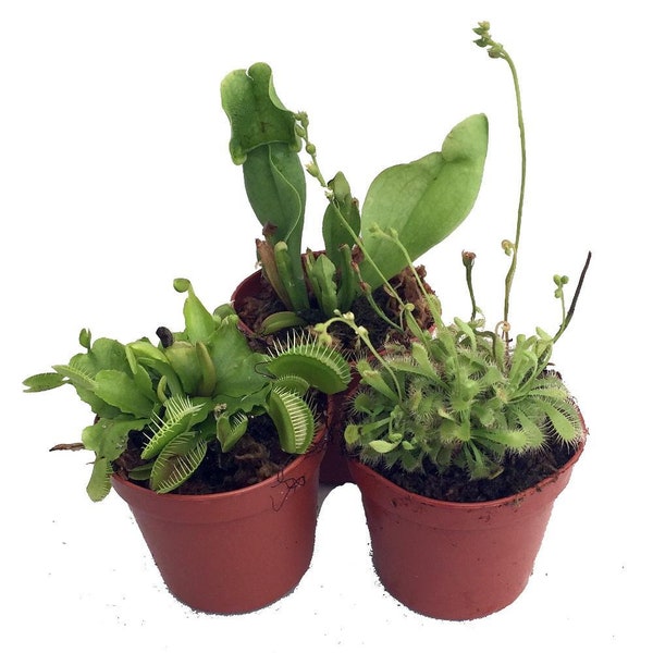 Carnivorous Terrarium Plants - Assortment of 3 Plants in 2" Pots