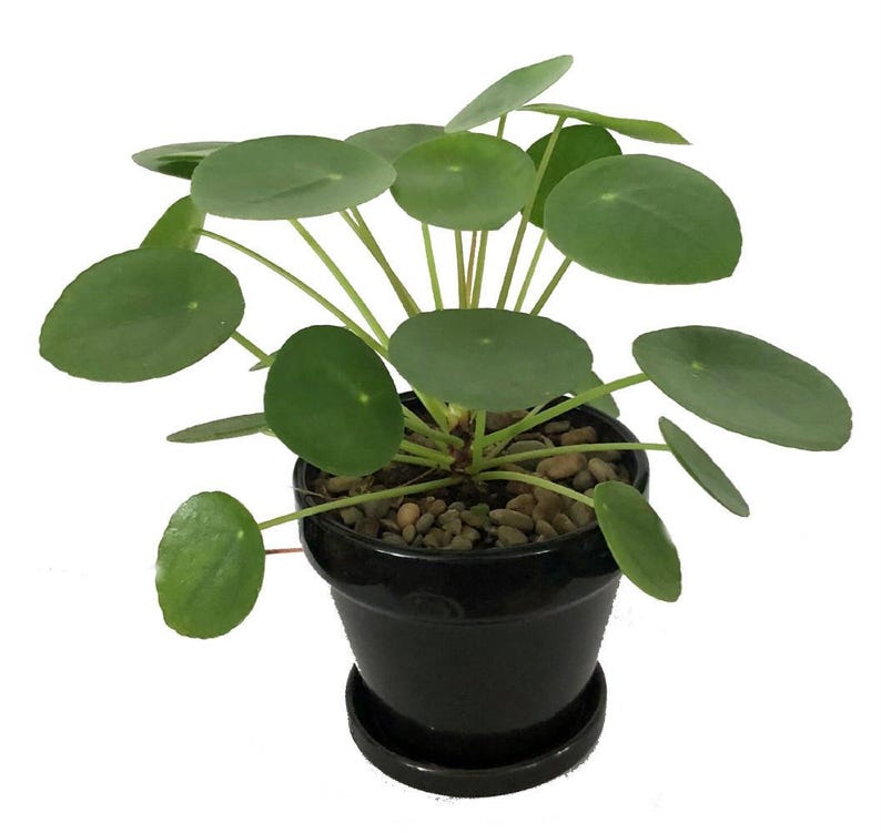 Hirt's Gardens Chinese Money Plant - Thumbnail 2