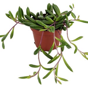 String of Rubies - Othonna capensis - Succulent Plant - 2.5" Pot
