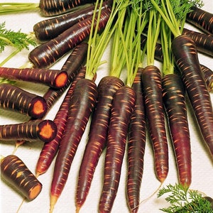 Purple Haze Carrot 100 Seeds - NEW! - Hirt's Gardens