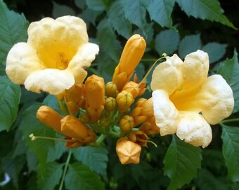 Yellow Trumpet Vine Plant - Campsis radicans - Flava - 2.5" Pot