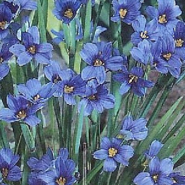 Blue-Eyed Iris Grass Plant 50 Seeds