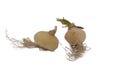 Rare Frizzle Sizzle Plant - Albuca spiralis - 2 Bulbs - Succulent House Plant