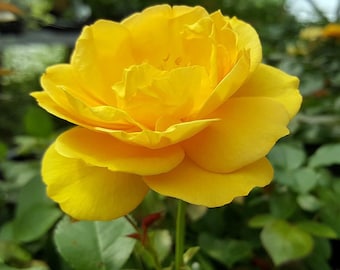 Julia Child Rose Bush - Butter Yellow - 4" Pot