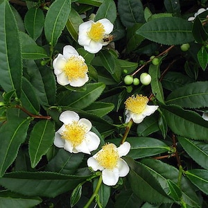 Green Tea Plant - Camellia sinensis - Brew Your Own Tea - 4" Pot - House Plant
