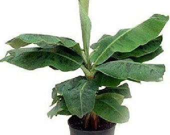 Super Dwarf Patio Banana Plant - Musa - Great House Plant - 6" Pot