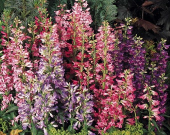 Penstemon Rondo Mix 30 Seeds - Perennial