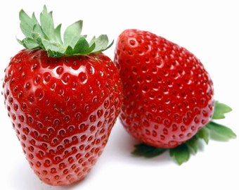 Eversweet Everbearing Strawberry 25 Bare Root Plants - Super Sweet