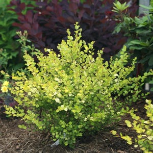 CESKY GOLD® - Golden Treasure Dwarf Birch - 4" Pot - Betula - Proven Winners
