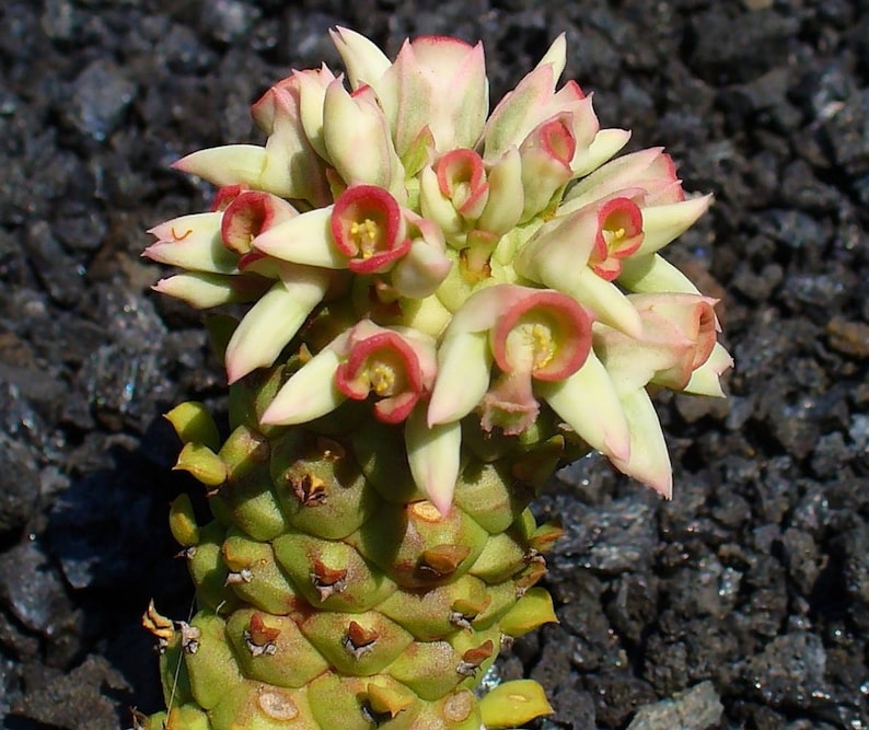 4 Pot Easy to grow! Creeping Cactus Euphorbia guentheri