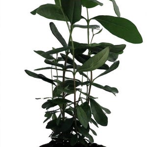 Pineapple Guava Plant - Feijoa - Acca sellowiana - 4" Pot