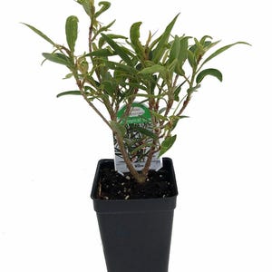 Willow Leaf Weeping Fig - Ficus - 2.5" Pot - Fairy Garden Plant or Bonsai