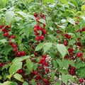 EASY AS PIE-Bush Cherry- Prunus - Proven Winner - 4" Pot