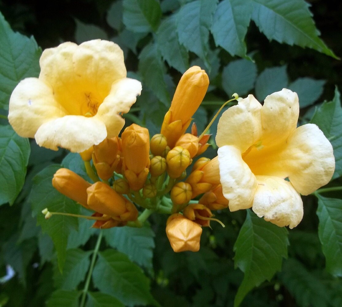 Yellow Trumpet Vine Plant Campsis Radicans Flava Etsy