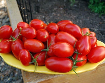 Juliet Cherry Tomato Plant - Great for Salsas - 2.5" Pot