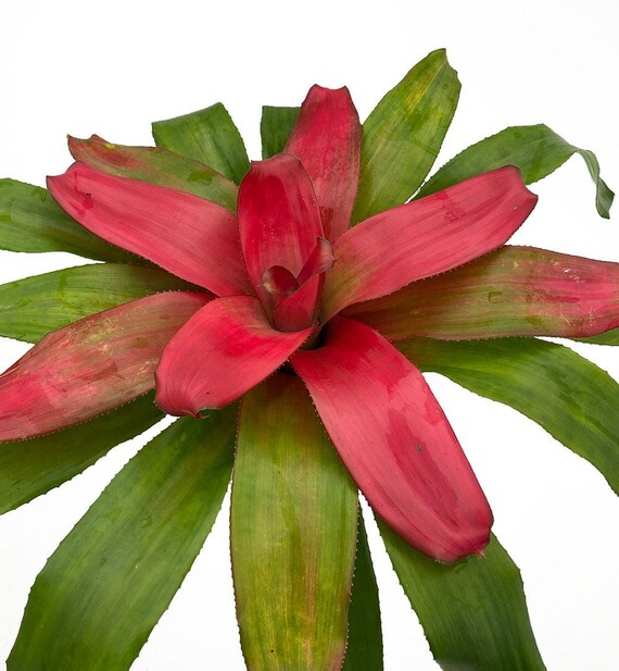 Buy Flirting Pink Blushing Vase Plant Bromelias Neoregelia Online in India  - Etsy
