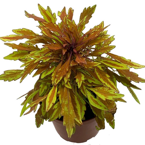 Lion's Mane Mini Copper Plant - Solenostemon  - Fiery House Plant - 2.5" Pot