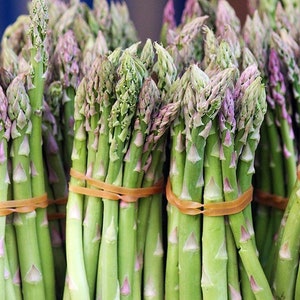 Mary Washington Improved Asparagus 10 Roots - Heirloom /Superior Flavor/No GMOs