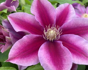 Poseidon Clematis Vine - Shades of Pink & Hot Pink - Fragrant - NEW! - 2.5" Pot