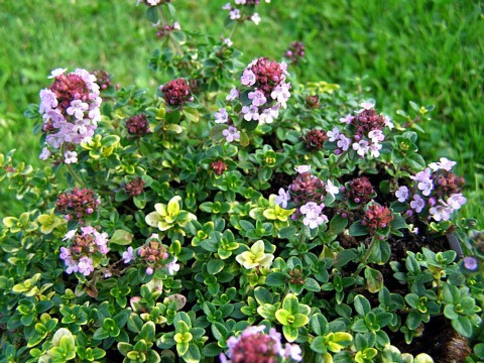 Mosquito Repelling Creeping Lemon Thyme Plant 4 Pot Etsy