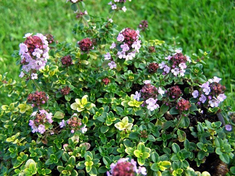 Mosquito Repelling Creeping Lemon Thyme Plant 4 Pot Etsy