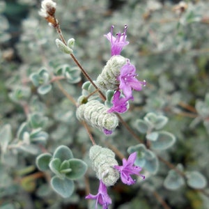 Micro Silver Oregano - Edible Herb - 2.5" Pot -Terrarium/Fairy Garden/Houseplant