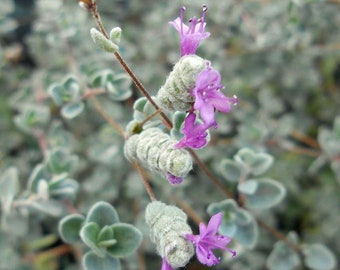 Micro Silver Oregano - Edible Herb - 2.5" Pot -Terrarium/Fairy Garden/Houseplant